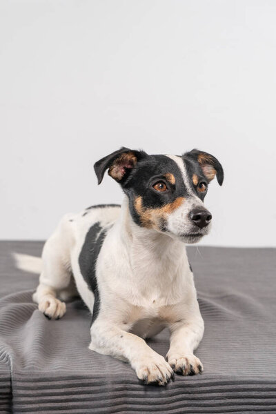 Young brown, black and white Jack Russell Terrier posing in a studio, the dog looks to the right, copy space