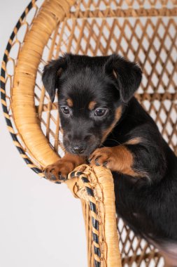 Jack Russel Terrier 'ın şirin bir portresi. Vücudunun bir parçası olan rattan bir sandalyenin üzerinde duruyor..