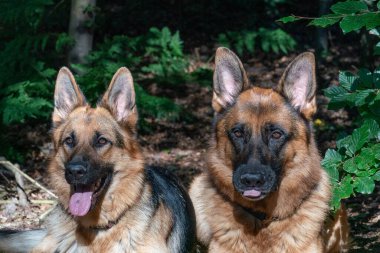 İki güzel Alman çoban köpeği ormanda birlikte yatıyor. Köpeğin kafasında güneş ışığı parlıyor. Dilleri ağızlarından fırlıyor. Arka planda ağaçlar.
