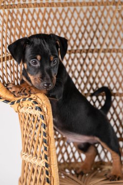 Beyaz bir arka planda izole edilmiş, bir sandalyede arka ayakları üzerinde duran şirin bir Jack Russel Terrier köpeğinin portresi..