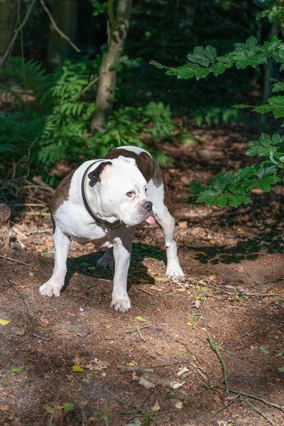 Old English Bulldog Years Old Standing Natural Environment Woods — Stock Photo, Image