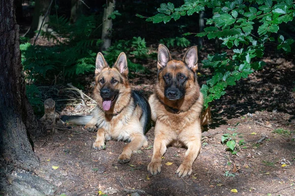 Two beautiful German Shepherd dogs lie together in the forest, sunlight shines on the dog\'s heads, the tongues sticking out of their mouths. Trees in the background.