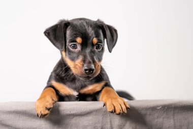 Beyaz bir arka planda izole edilmiş hasır sepette duran sevimli bir Jack Russel Terrier yavrusunun portresi..