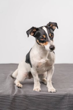 Genç, kahverengi, siyah ve beyaz Jack Russell Terrier stüdyoda poz veriyor, köpek doğrudan kameraya bakıyor, uzayı kopyalıyor..
