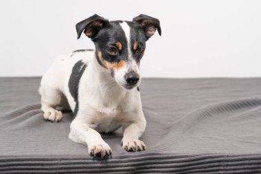 Genç, kahverengi, siyah ve beyaz Jack Russell Terrier stüdyoda poz veriyor, köpek doğrudan kameraya bakıyor, uzayı kopyalıyor..