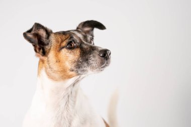 Kahverengi, siyah ve beyaz Jack Russell Terrier sepeti içinde poz veriyor, yarı gövdeli, beyaz arka planda, kopyalama alanı ile izole edilmiş..