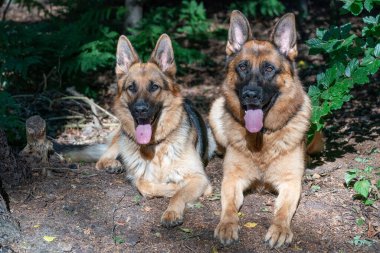 İki güzel Alman çoban köpeği ormanda birlikte yatıyor. Köpeğin kafasında güneş ışığı parlıyor. Dilleri ağızlarından fırlıyor. Arka planda ağaçlar.