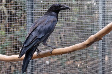 Büyük siyah Raven bir dalda oturuyor..