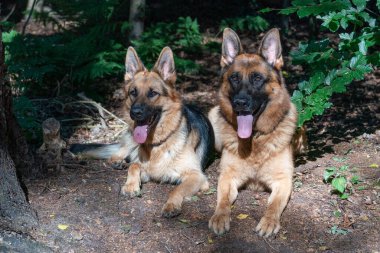 İki güzel Alman çoban köpeği ormanda birlikte yatıyor. Köpeğin kafasında güneş ışığı parlıyor. Dilleri ağızlarından fırlıyor. Arka planda ağaçlar.