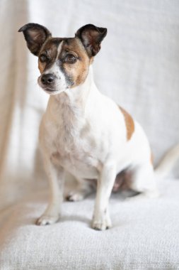 Kahverengi, siyah ve beyaz yaşlı Jack Russell Terrier tüm vücuduyla bir sandalyede oturuyor..