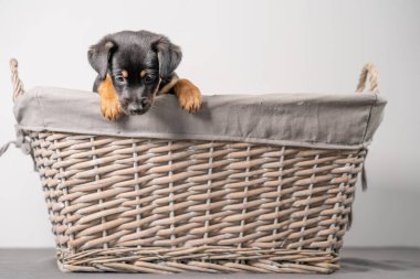 Beyaz bir arka planda izole edilmiş hasır sepette duran sevimli bir Jack Russel Terrier yavrusunun portresi..
