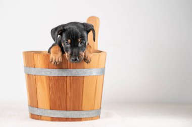 Beyaz bir arka planda izole edilmiş, tahta bir sauna kovasında, şirin bir Jack Russel Terrier yavrusunun portresi..