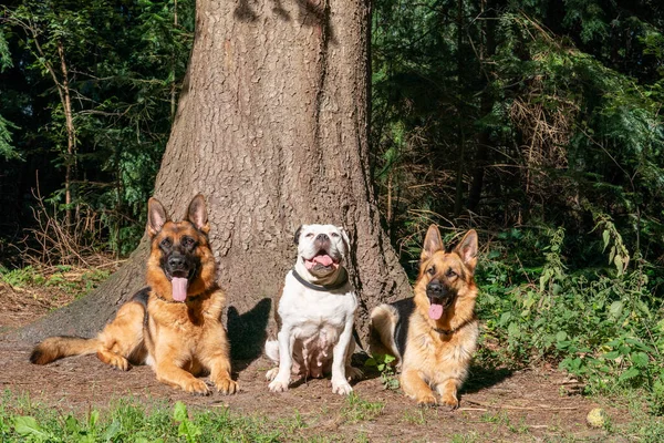 森の中の3匹の犬 2匹のドイツの羊飼いの犬と古い英語のブルドッグは 大きな木の前に座っている 日光は犬の頭の上に輝き 舌の口から出てくる 自然環境 — ストック写真