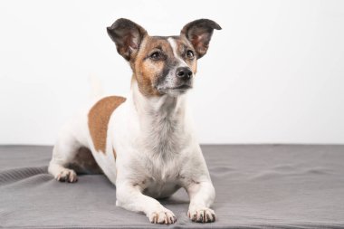 Kahverengi, siyah ve beyaz yaşlı Jack Russell Terrier bir sandalyede uzanıyor..