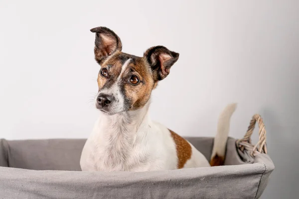 Kahverengi Siyah Beyaz Jack Russell Terrier Sepeti Içinde Poz Veriyor — Stok fotoğraf