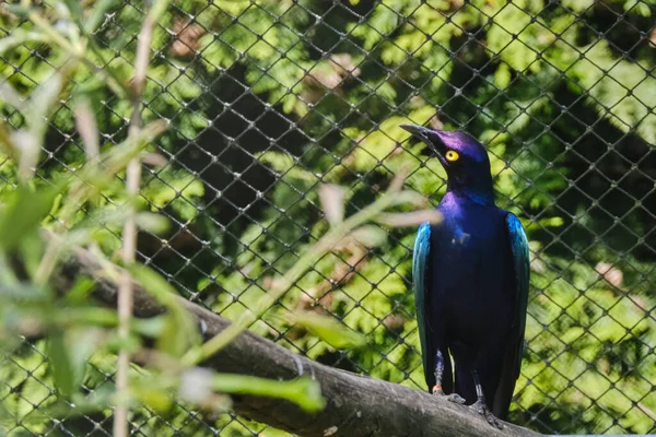 Greater Blue Eared Starling Brilla Maravillosamente Cuando Sol Brilla — Foto de Stock