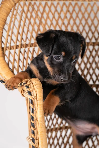 Ett Porträtt Söt Jack Russel Terrier Valp Står Bakbenen Rottingstol — Stockfoto