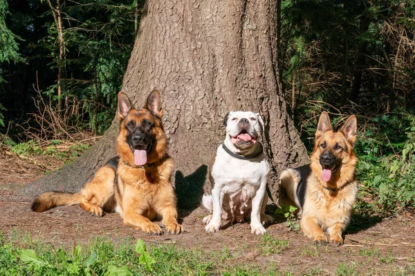 Trzy Psy Lesie Dwa Owczarki Niemieckie Stary Angielski Buldog Siedzący — Zdjęcie stockowe