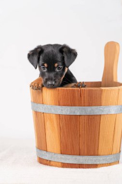 Beyaz bir arka planda izole edilmiş, tahta bir sauna kovasında, şirin bir Jack Russel Terrier yavrusunun portresi..