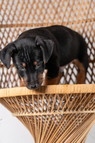 Portret Uroczego Szczeniaka Jack Russel Terrier Stojącego Tylnych Nogach Krześle — Zdjęcie stockowe