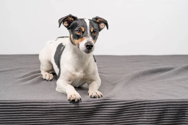 Joven Marrón Negro Blanco Jack Russell Terrier Posando Estudio Perro — Foto de Stock