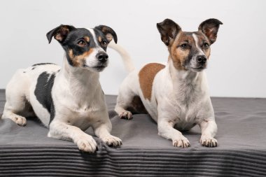 İki kahverengi, siyah ve beyaz Jack Russell Terrier stüdyoda poz veriyor..