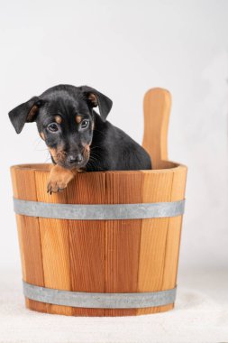 Beyaz bir arka planda izole edilmiş, tahta bir sauna kovasında, şirin bir Jack Russel Terrier yavrusunun portresi..