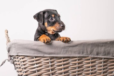 Beyaz bir arka planda izole edilmiş hasır sepette duran sevimli bir Jack Russel Terrier yavrusunun portresi..
