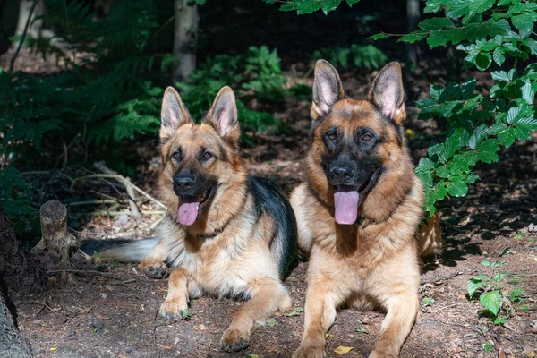 Två Vackra Tyska Shepherd Hundar Ligger Tillsammans Skogen Solljus Lyser — Stockfoto