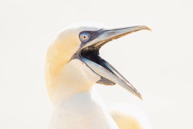 Vahşi bir kuş başı, Morus Bassanus, Kuzey Sümsük kuşu Almanya 'nın Kuzey Denizi' ndeki Heligoland adasında. Aç ağzını..