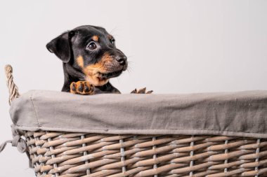 Beyaz bir arka planda izole edilmiş hasır sepette duran sevimli bir Jack Russel Terrier yavrusunun portresi..