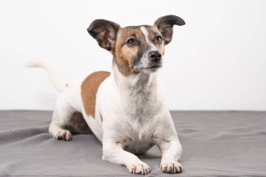 Kahverengi, siyah ve beyaz yaşlı Jack Russell Terrier bir sandalyede uzanıyor..