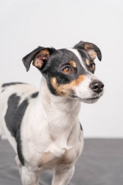 Kahverengi, siyah ve beyaz Jack Russell Terrier köpeği bir stüdyoda poz veriyor, vücudun bir parçası, beyaz arka planda, kopyalama alanı.