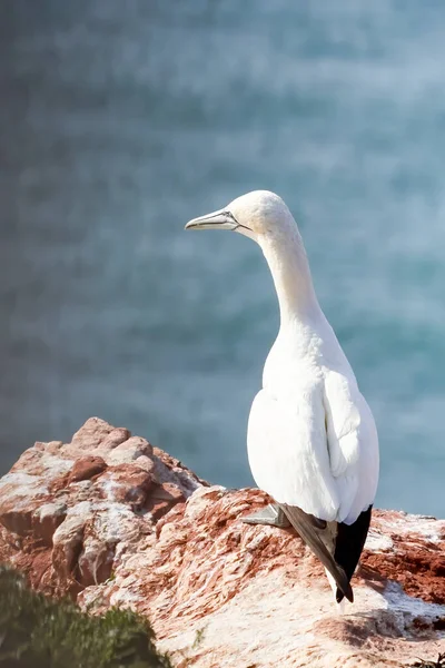 Oiseau Sauvage Dans Nature Morus Bassanus Gannet Nord Sur Île — Photo