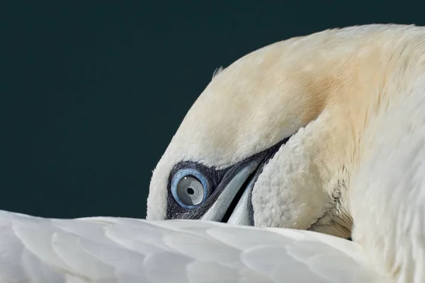 Une Partie Une Tête Oiseau Dans Banane Sauvage Nord Sur — Photo