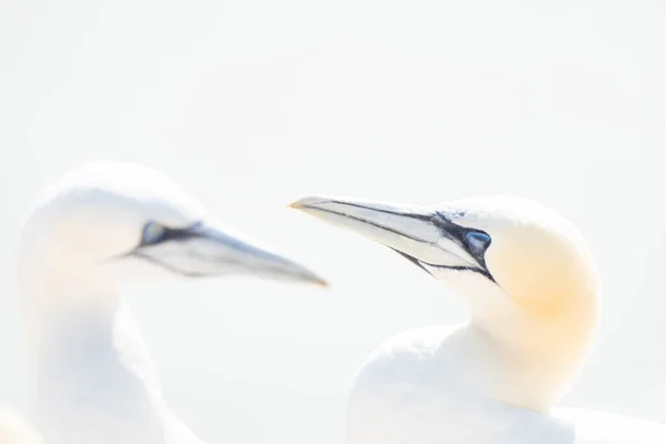 Retrato Pareja Gannet Del Norte Sula Bassana Dos Pájaros Les — Foto de Stock