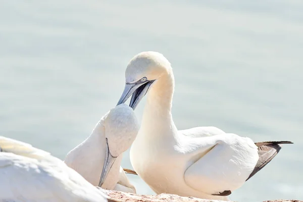 Two Northern Gannet heads welcome after landing.