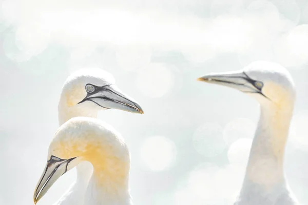 Portrait Paire Fous Bassan Sula Bassana Deux Oiseaux Aiment Dans — Photo