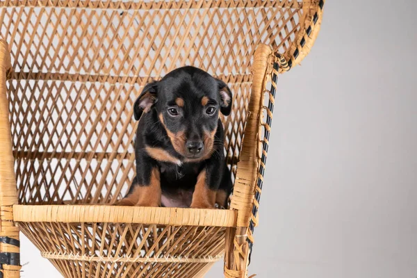 Portret Uroczego Psa Jack Russel Terrier Stojącego Krześle Rattanowym Odizolowanego — Zdjęcie stockowe