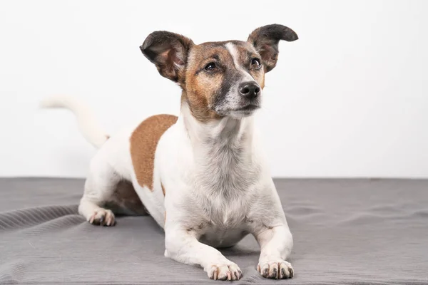 Hnědý Černobílý Starší Jack Russell Teriér Leží Židli Celé Tělo — Stock fotografie