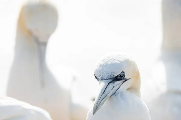 Stor Nordlig Gannet Morus Bassanus Koloni Med Många Fåglar Kanten — Stockfoto