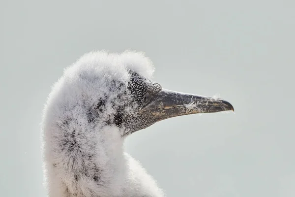 Close Soft Fluffy Young Northern Gannet Chick Head Island Heligoland — Stock Photo, Image