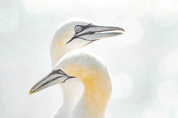 一对北甘网的肖像 巴萨纳 两只小鸟在轻柔的灯光下相爱 动物的爱情行为 高调软灯 — 图库照片