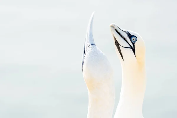 Retrato Pareja Gannet Del Norte Sula Bassana Dos Pájaros Les —  Fotos de Stock