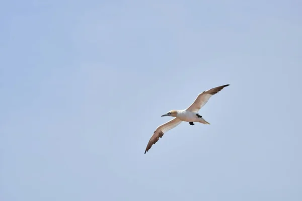 Seul Frelon Blanc Jaune Vole Dans Ciel Bleu Fou Bassan — Photo