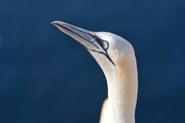 Vahşi bir kuş başı, Morus Bassanus, Kuzey Sümsük kuşu Almanya 'nın Kuzey Denizi' ndeki Heligoland adasında. Arka planda mavi deniz.