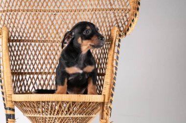 Beyaz bir arka planda izole bir şekilde rattan bir sandalyede oturan şirin Jack Russel Terrier 'ın portresi..