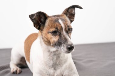 Kahverengi, siyah ve beyaz yaşlı Jack Russell Terrier bir sandalyede uzanıyor..