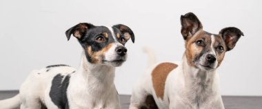 İki kahverengi, siyah ve beyaz Jack Russell Terrier başkanı, kopyalama alanı, afiş veya sosyal medya.