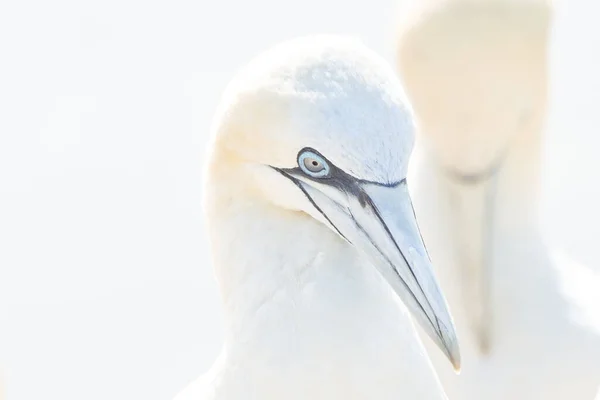 Bei Weichem Licht Begrüßen Zwei Basstölpel Nach Der Landung Nettes — Stockfoto